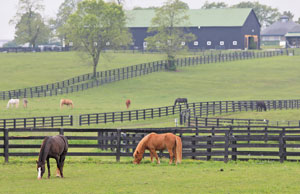 Kentucky Horses Grazing